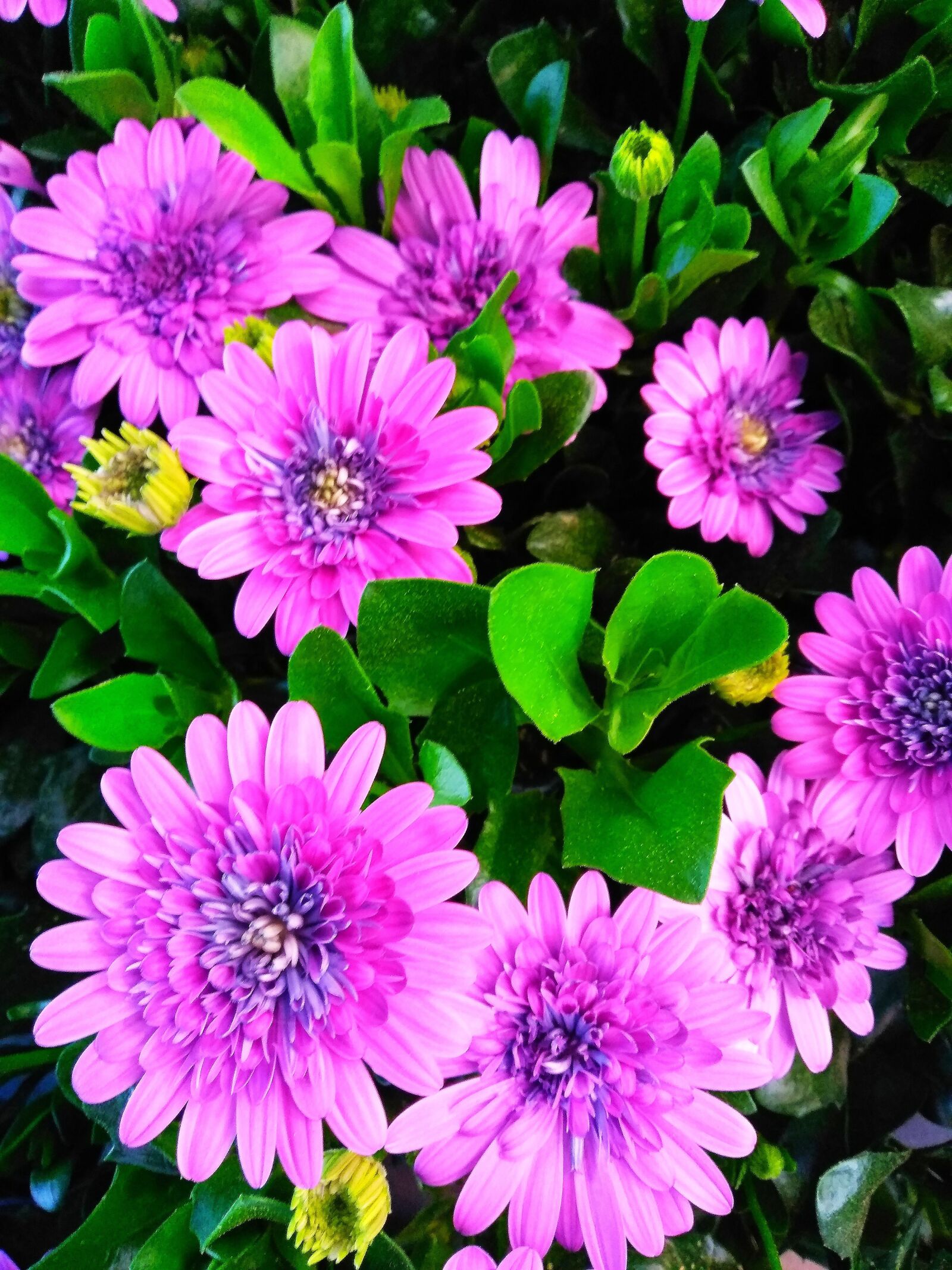 Xiaomi Redmi 5 Plus sample photo. Flower, plant, floral photography