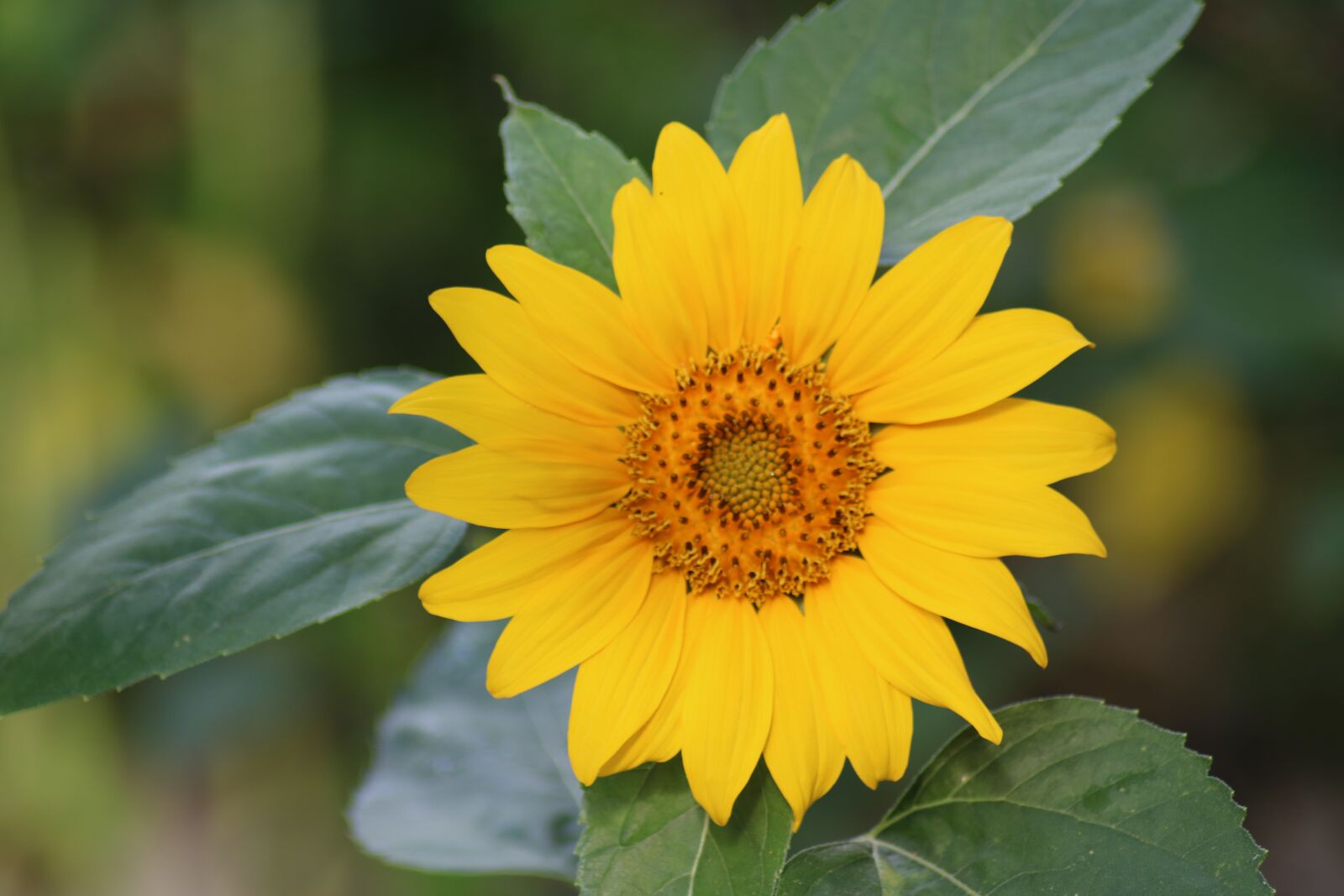 Canon EOS 750D (EOS Rebel T6i / EOS Kiss X8i) sample photo. Sunflower, flower, summer photography