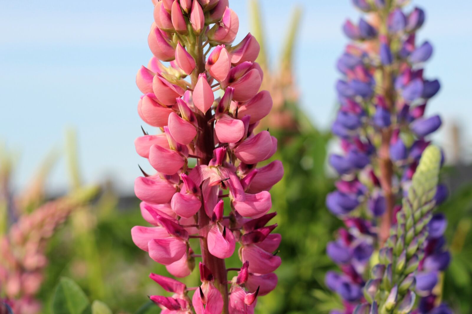 Canon EOS 550D (EOS Rebel T2i / EOS Kiss X4) sample photo. Lupinus, plant, pink photography