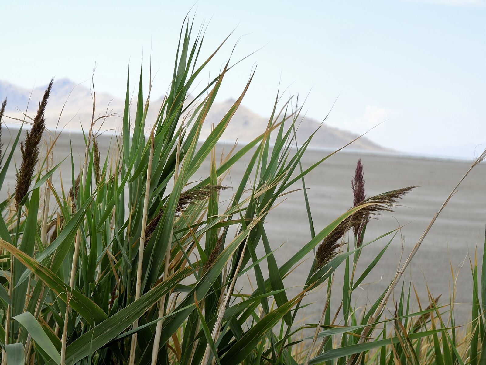 Nikon Coolpix S8200 sample photo. Reeds, salt, desert photography