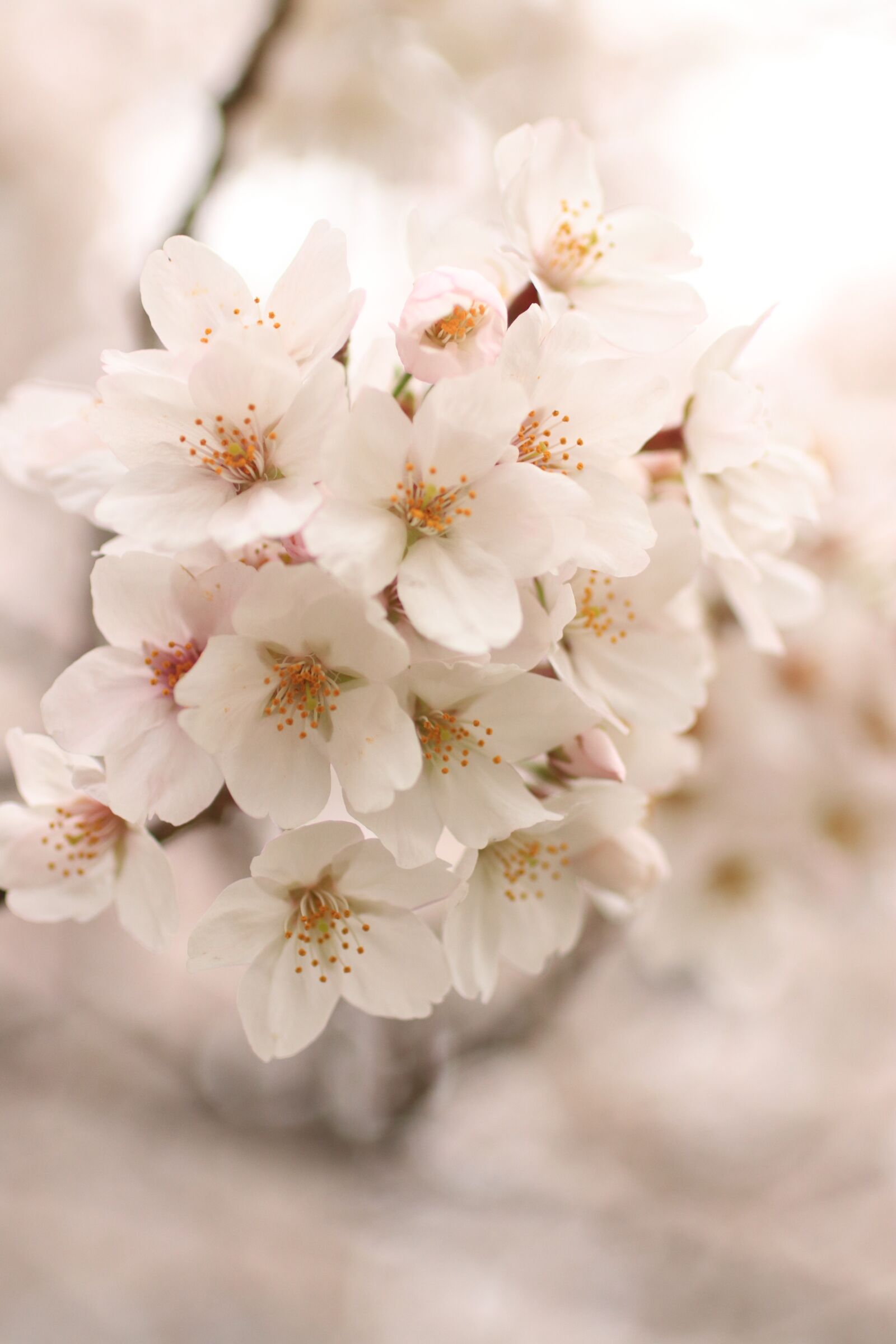Canon EOS 80D sample photo. Cherry blossoms, cherry blossom photography