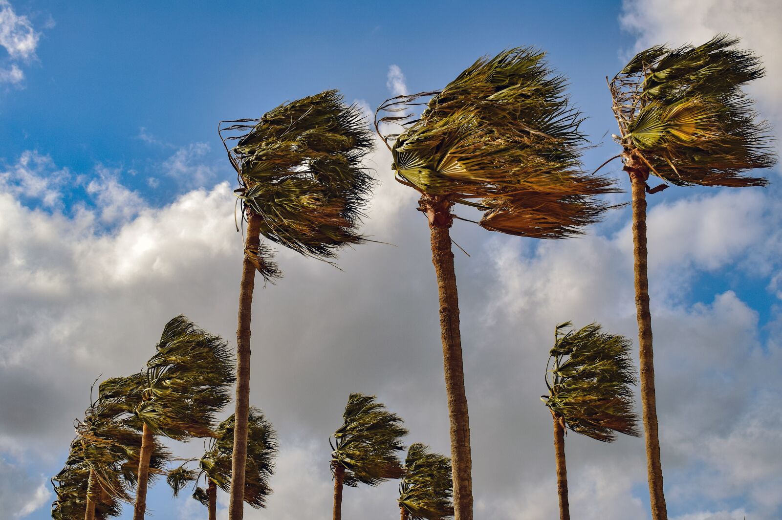 Nikon D3300 sample photo. Palm trees, wind, windy photography
