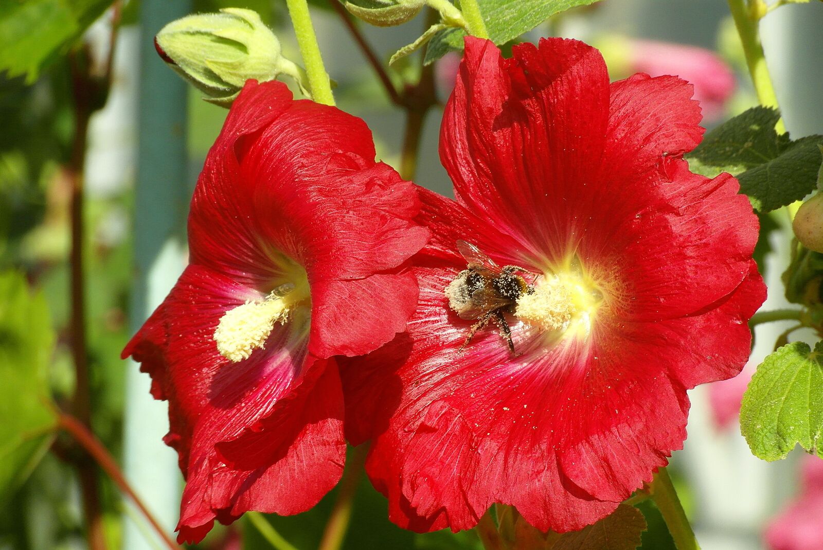 Samsung WB750 sample photo. Mallow full, malva, flowers photography