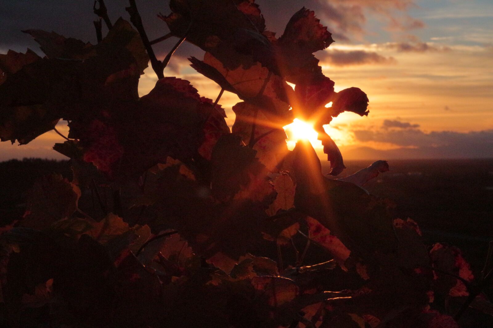 Canon EOS 650D (EOS Rebel T4i / EOS Kiss X6i) sample photo. Sunset, vines, vineyards photography