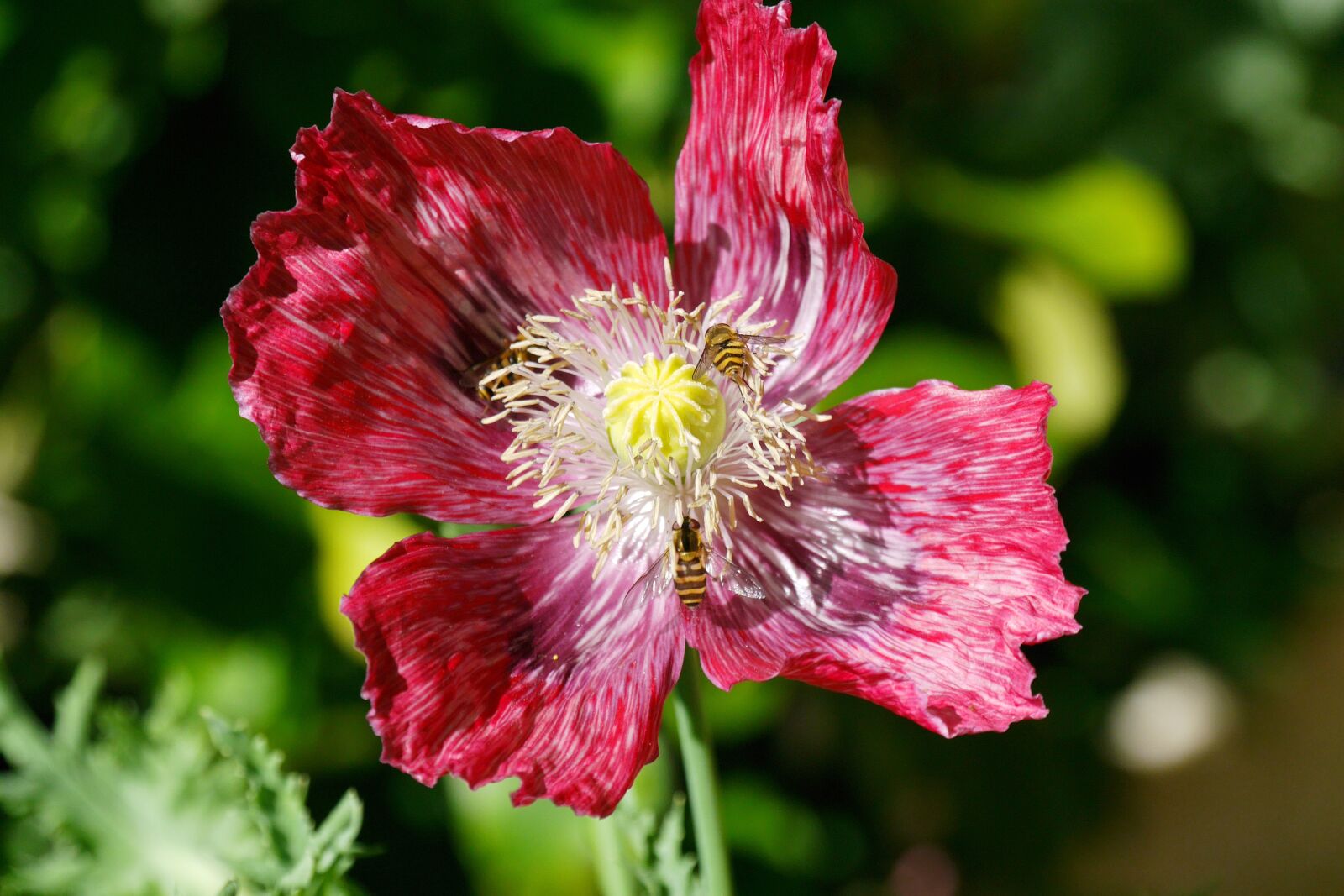 Panasonic Lumix DMC-G6 sample photo. Poppy, garden, flower umbel photography
