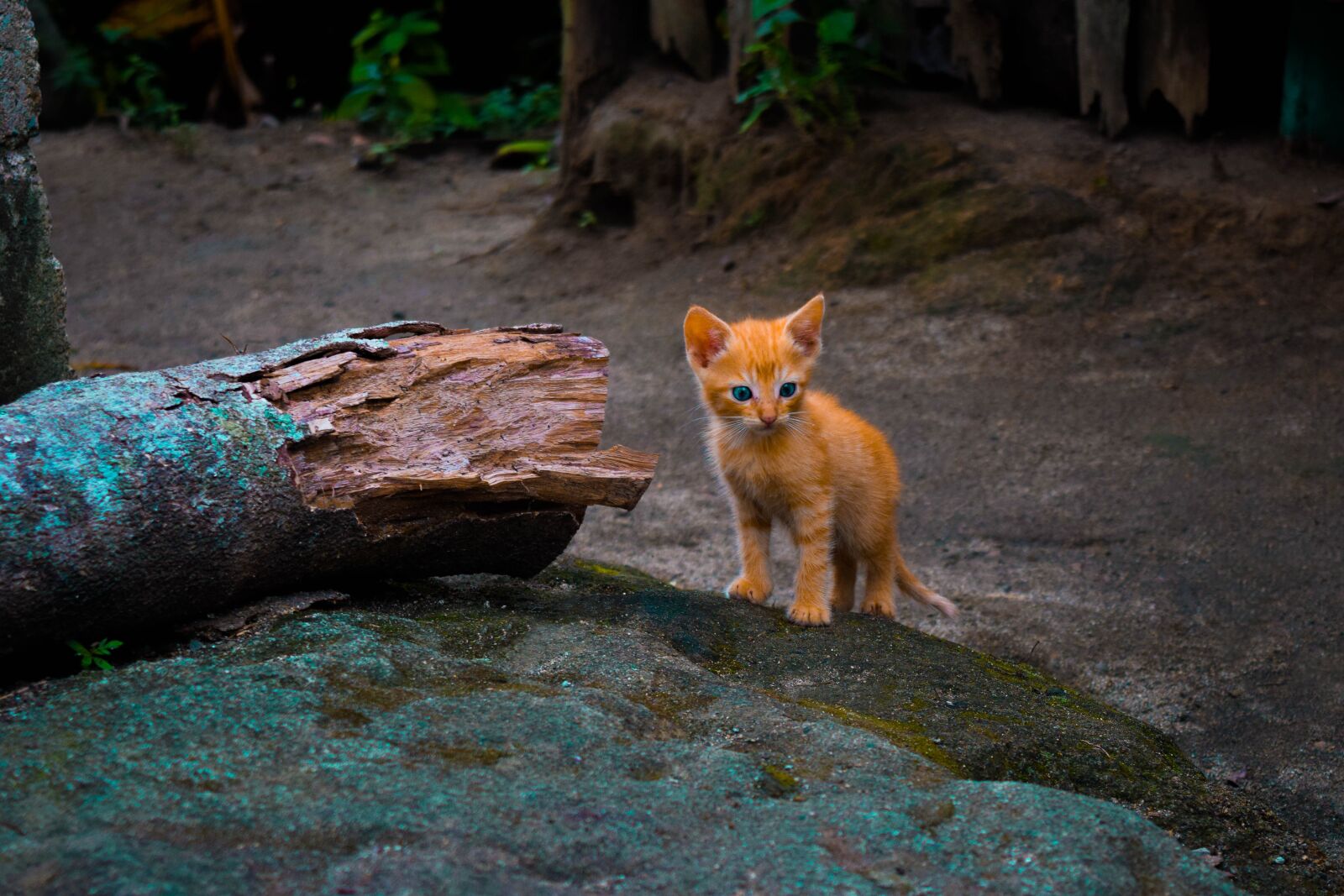 Nikon D5300 sample photo. Cat, animals, nature photography