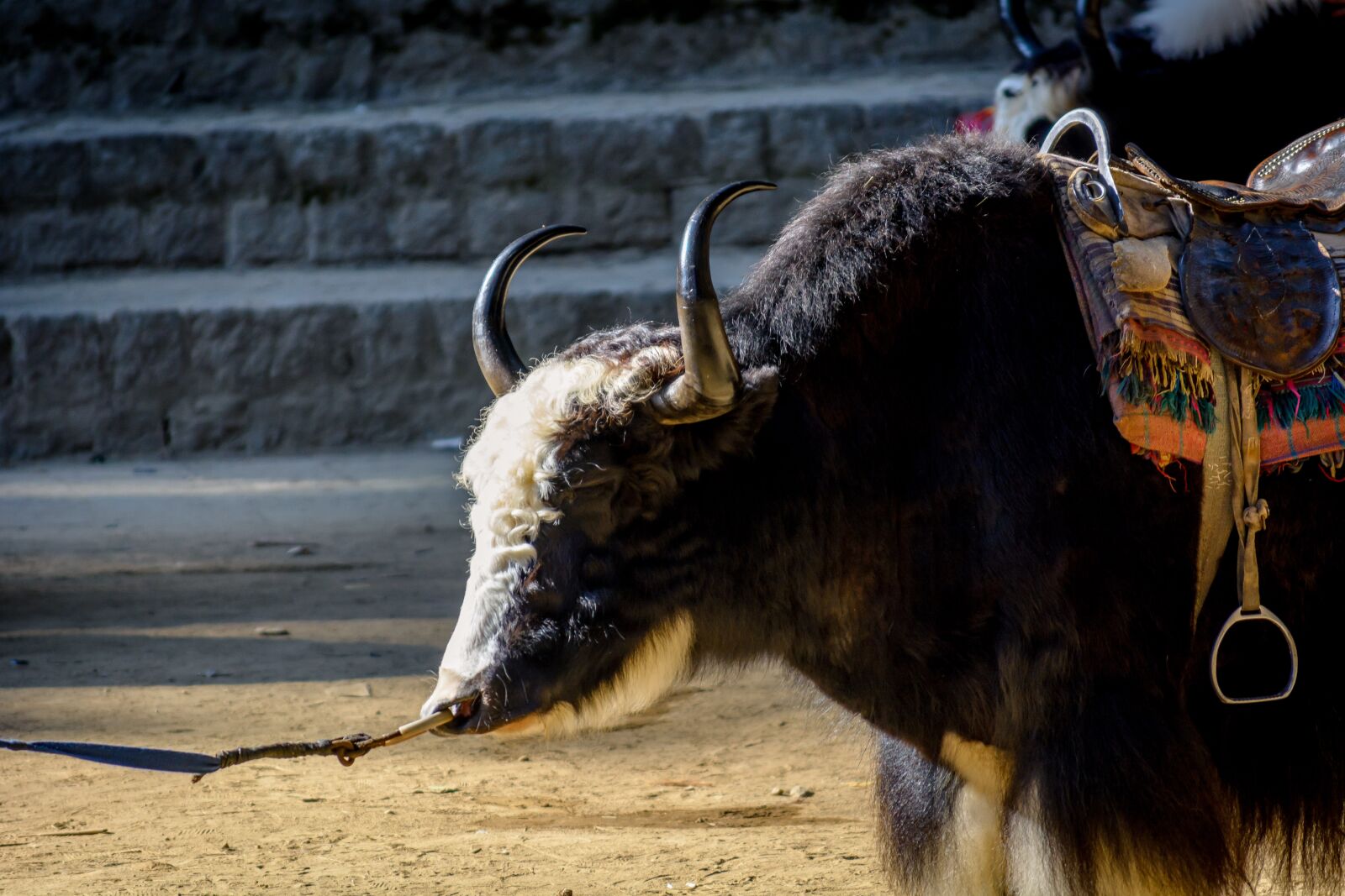 Nikon D5200 sample photo. Manali, himalayas, yak photography