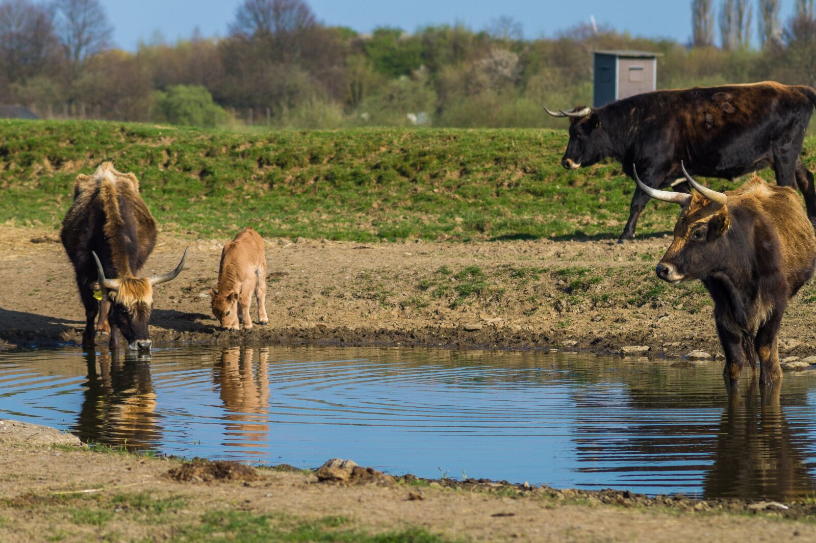 Sony SLT-A58 sample photo. Tail cattle, heck cattle photography