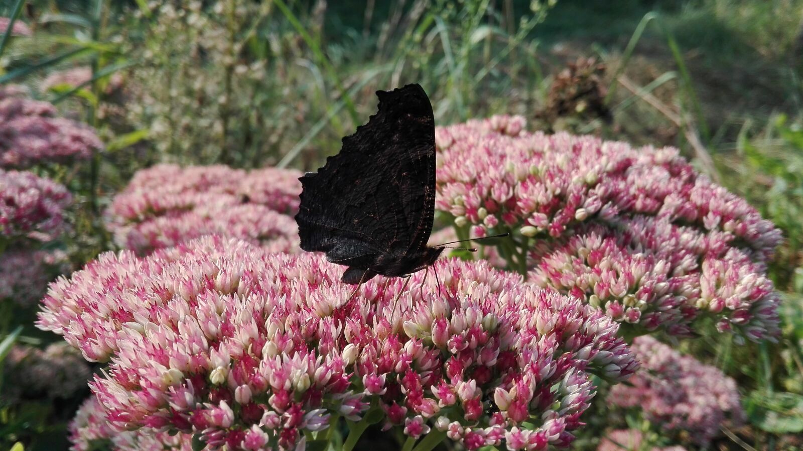 HUAWEI Cherry Mini sample photo. Butterfly, flowers, pollination photography