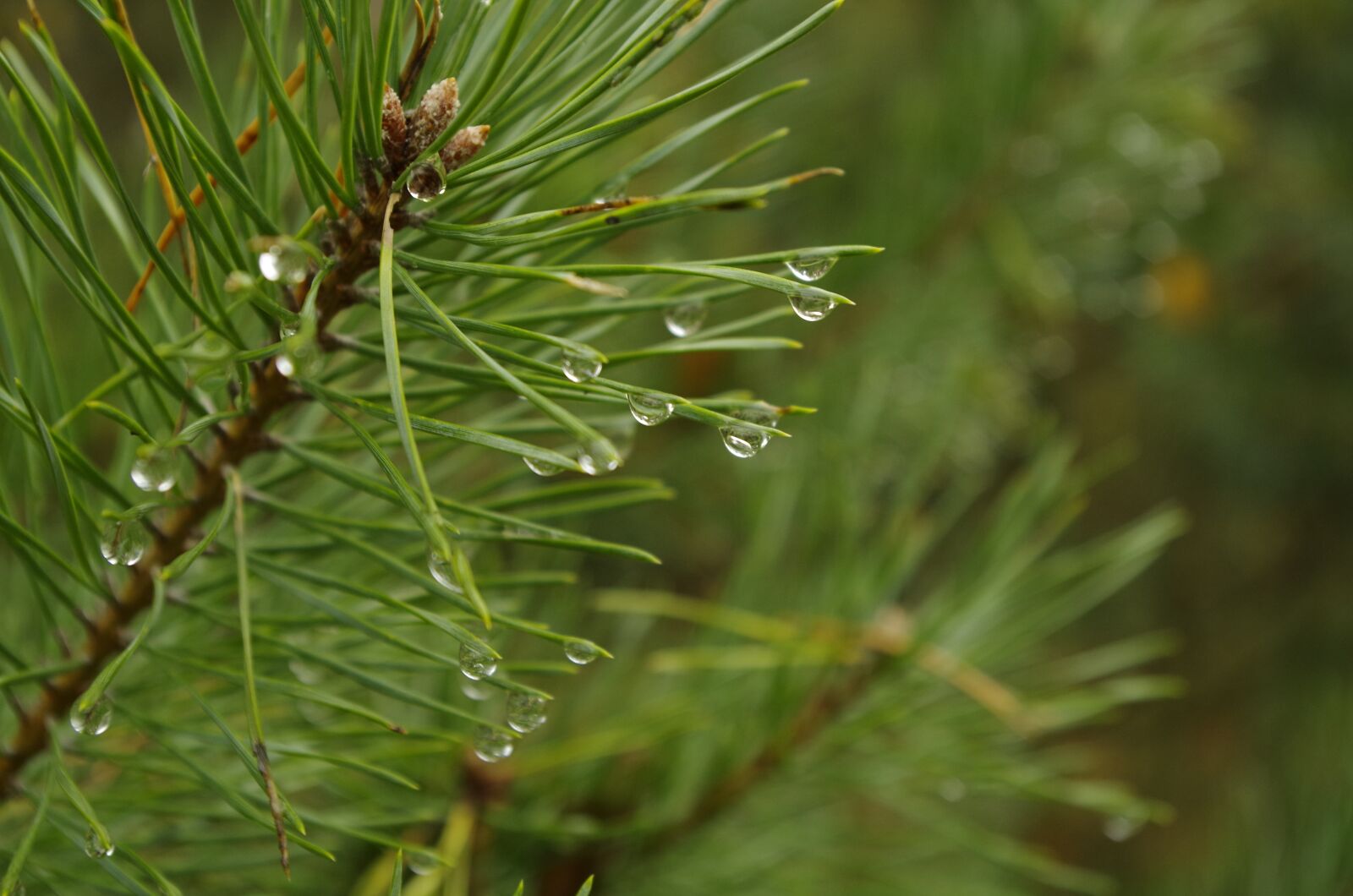 Pentax K-50 sample photo. Forest, sprig, needles photography