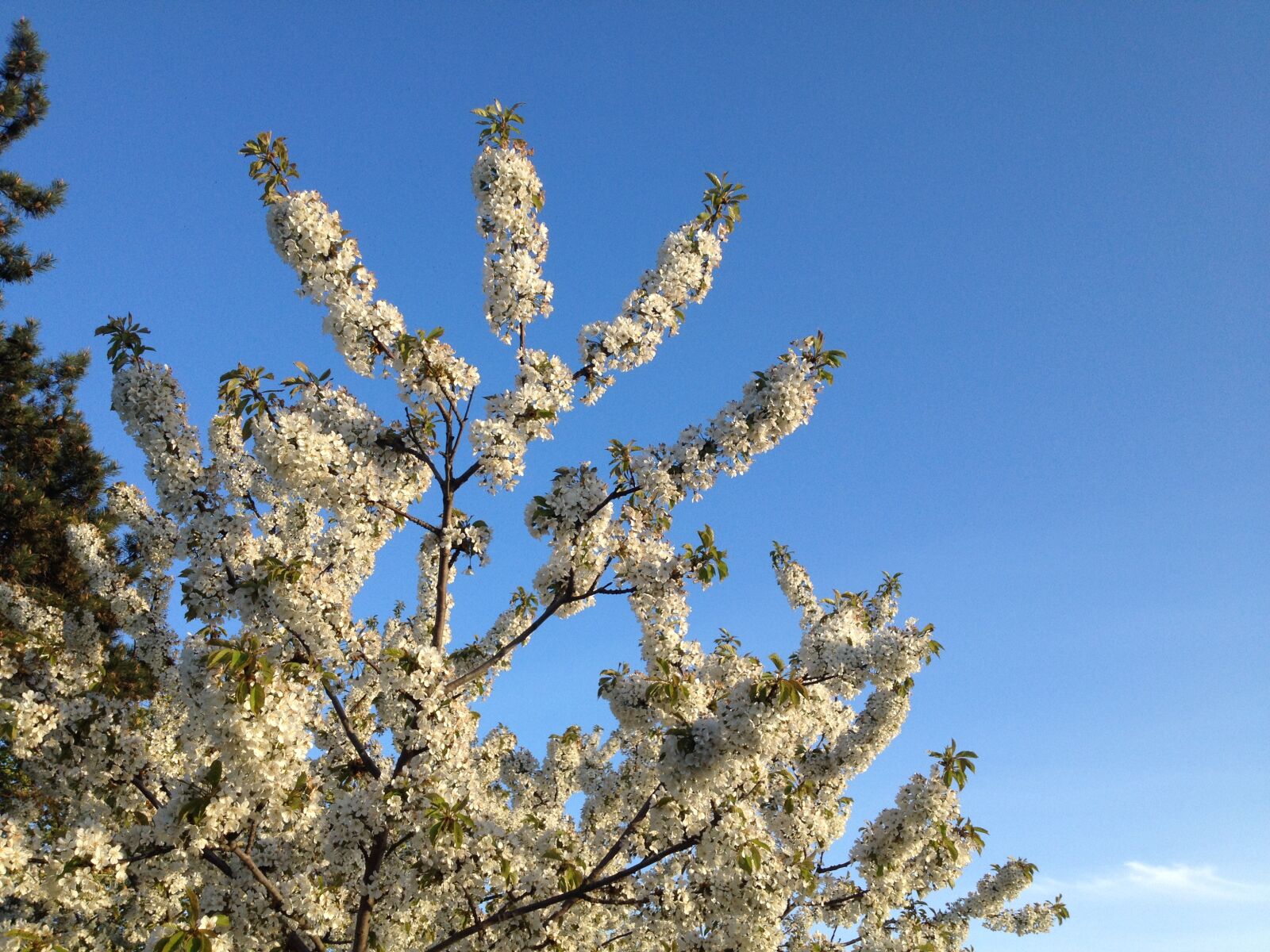 iPhone 4S back camera 4.28mm f/2.4 sample photo. Bloom, blue, sky, tree photography