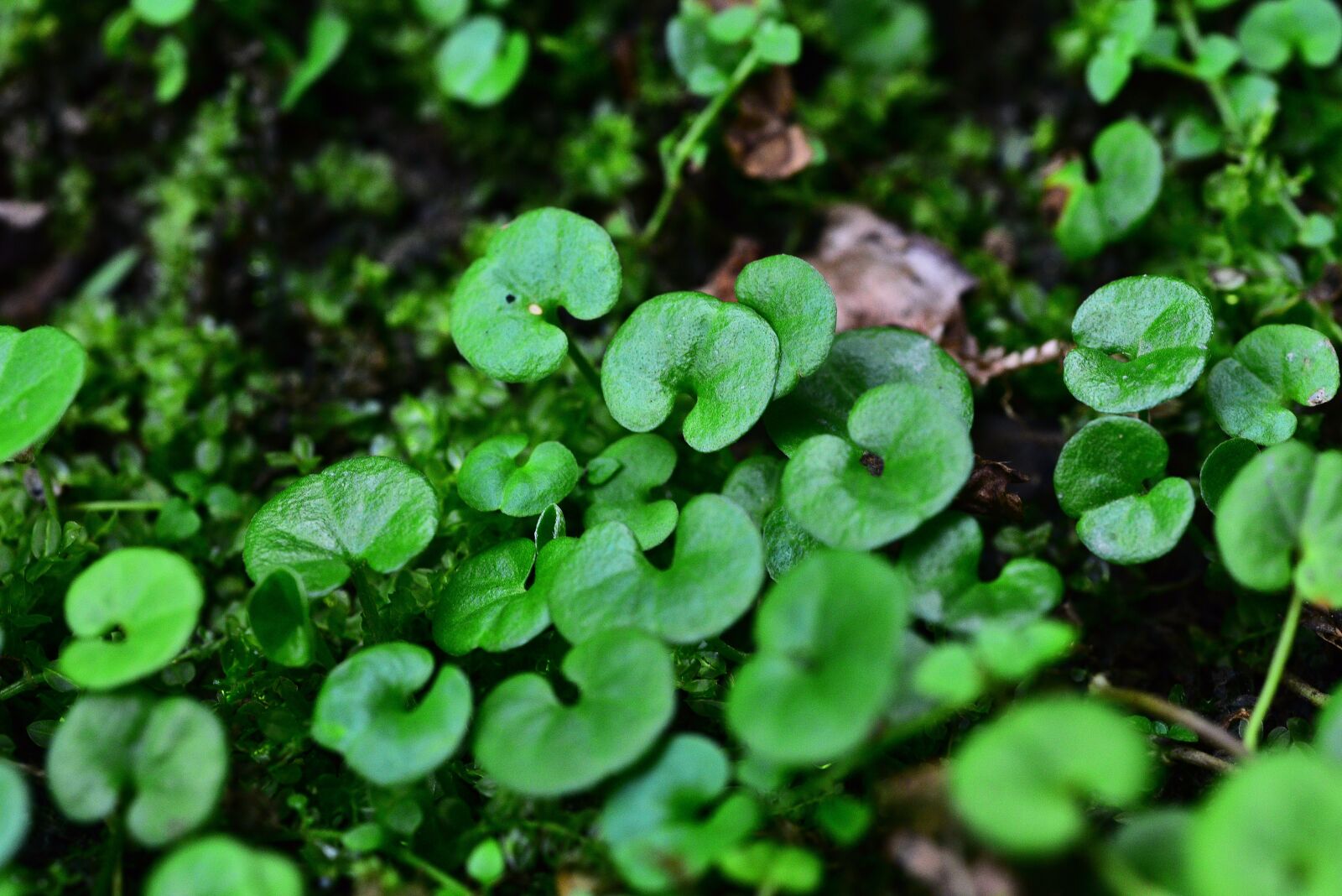 Nikon D750 sample photo. Leaf, green leaf, plant photography