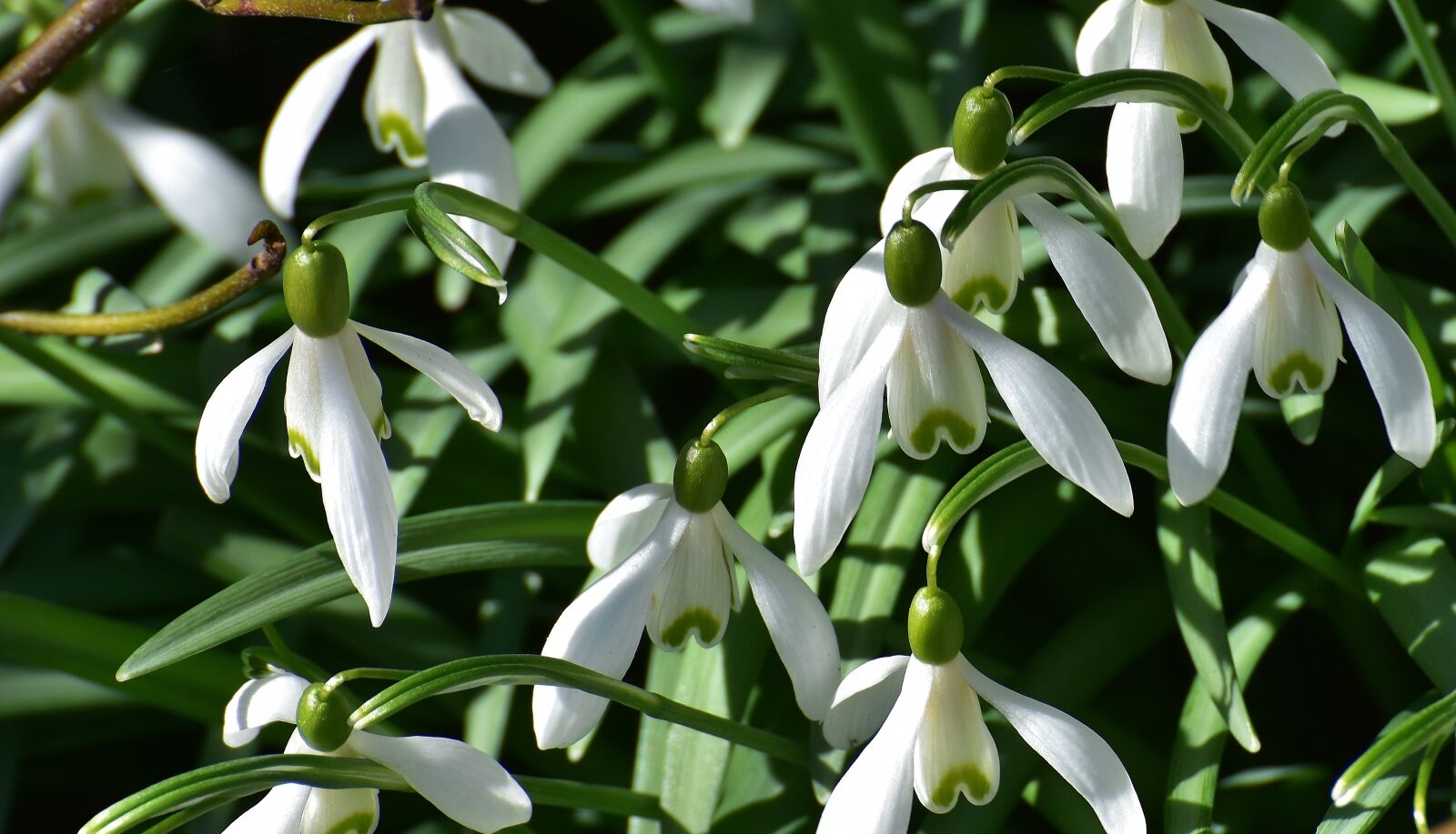 Nikon D7200 sample photo. Snowdrop, spring, signs of photography