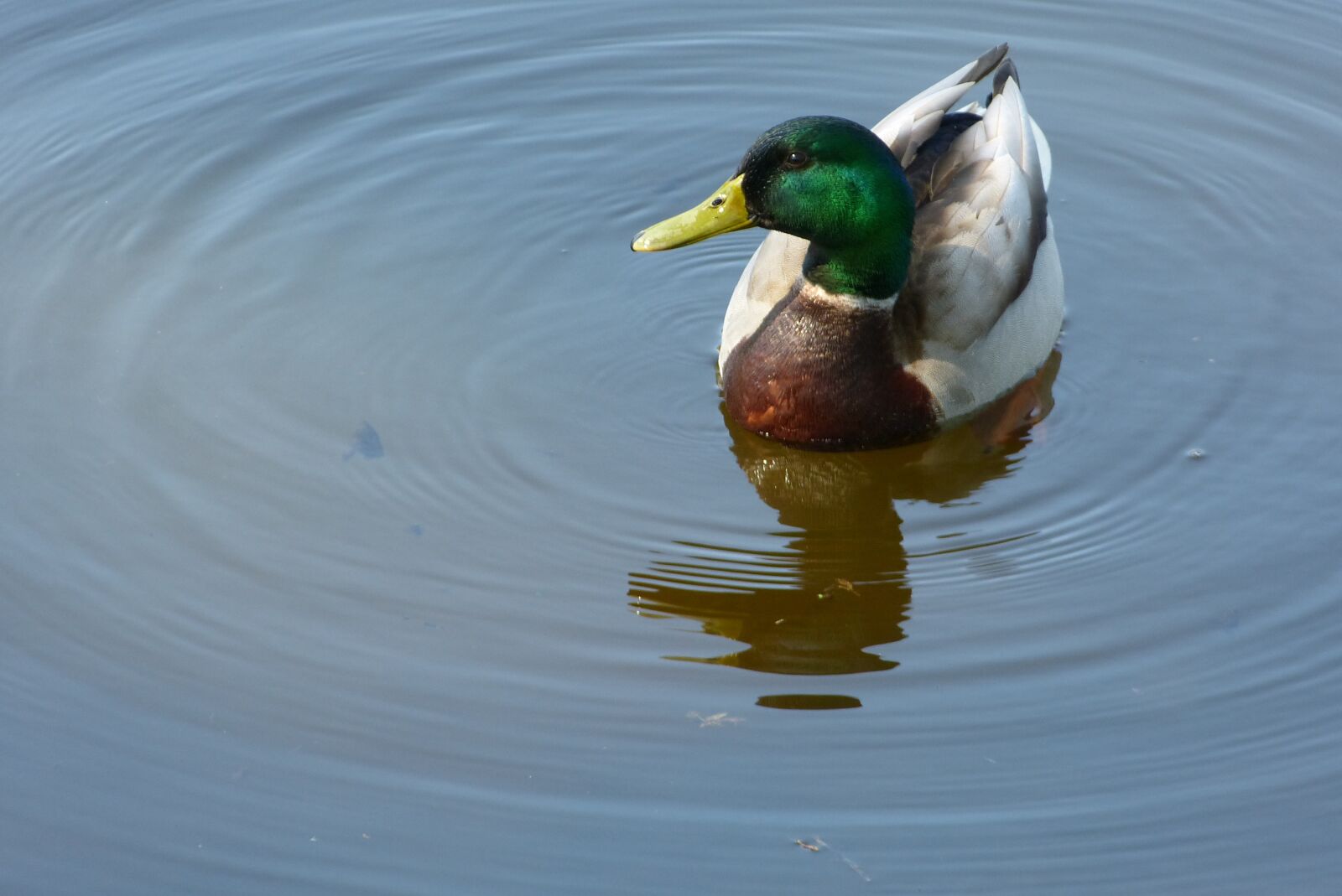 Panasonic Lumix DMC-FZ150 sample photo. Duck, drake, mallard photography