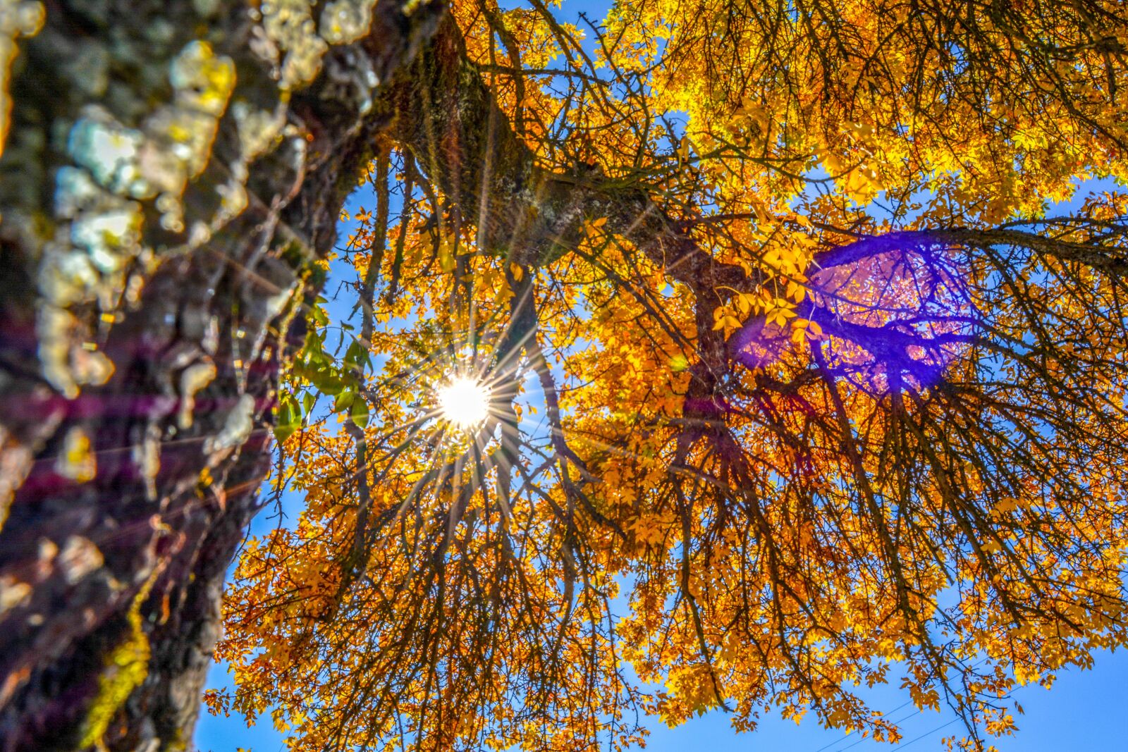 Nikon D5200 sample photo. Tree, nature, landscape photography
