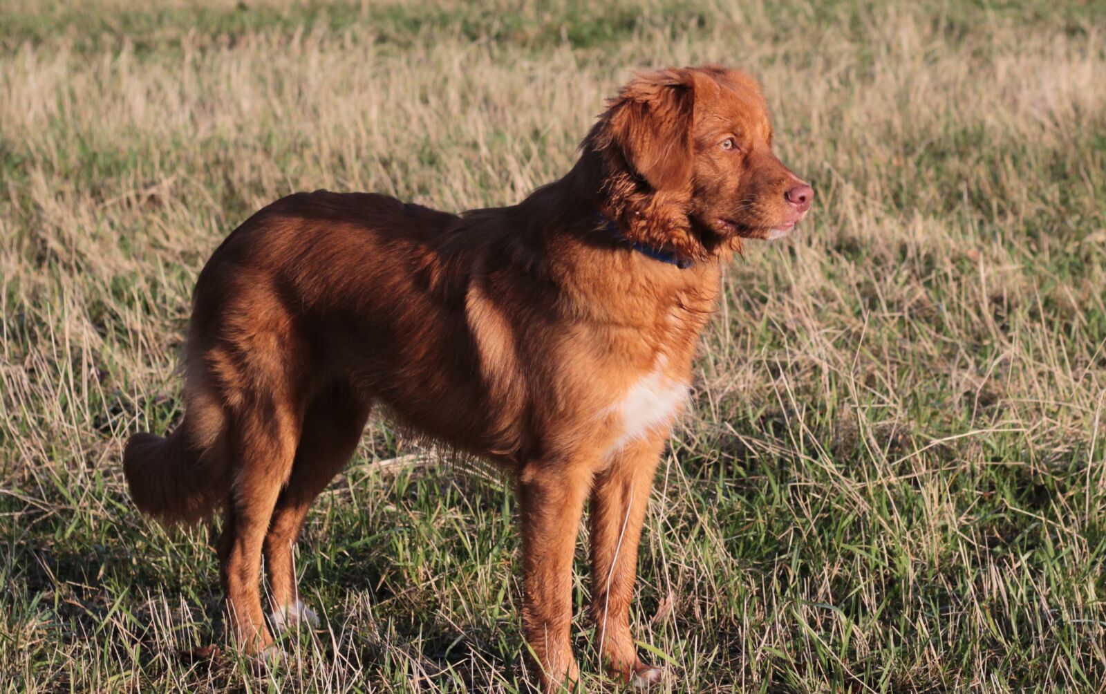 Canon EOS 600D (Rebel EOS T3i / EOS Kiss X5) sample photo. Toller, puppy, nova scotia photography