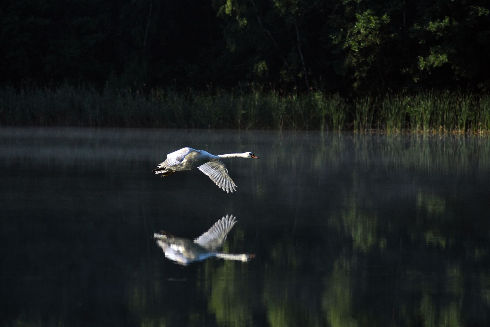 Nikon D3400 sample photo. Swan, bird, lake photography