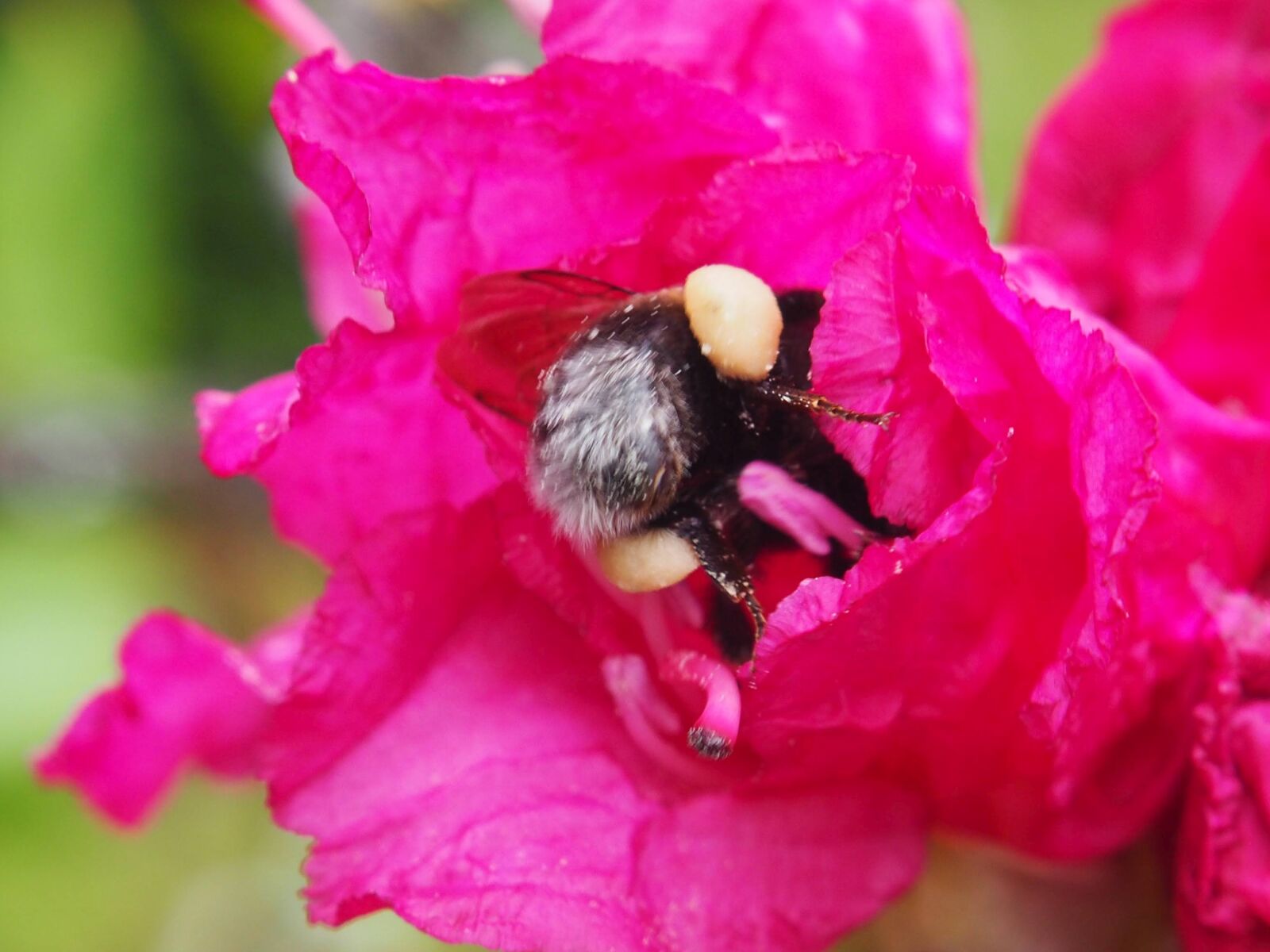 Olympus OM-D E-M10 II sample photo. Rhododendron, bumblebee, pollen photography