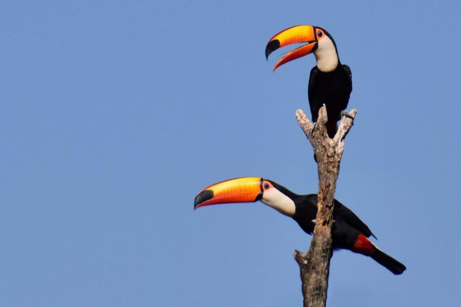 Nikon D5300 sample photo. Tucano, bird, plumage photography