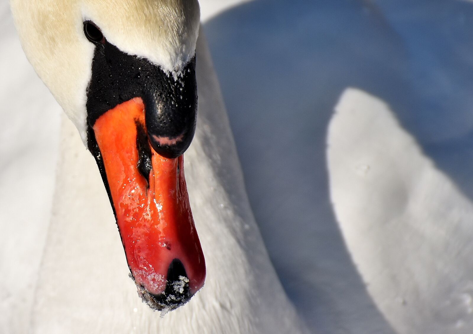 Nikon D7200 sample photo. Swan, elegant, noble photography