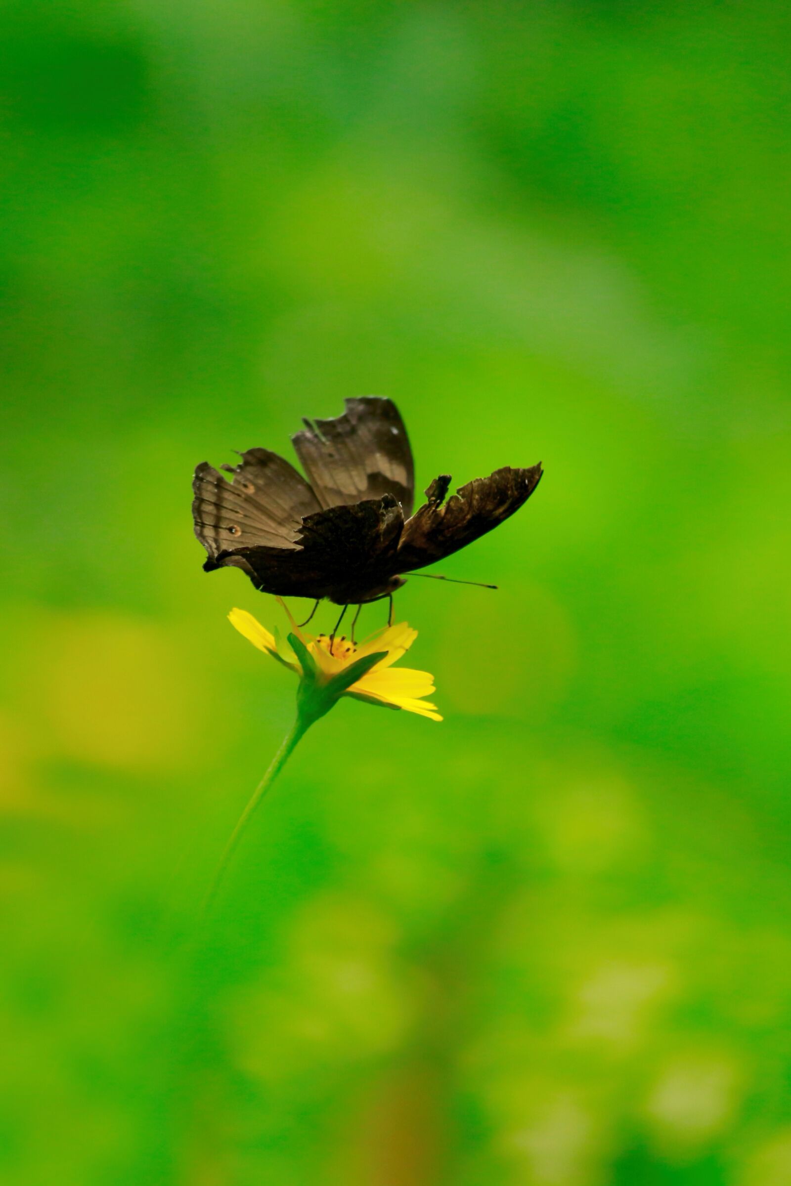 Canon EOS 700D (EOS Rebel T5i / EOS Kiss X7i) sample photo. Junonia iphita, chocolate pansy photography