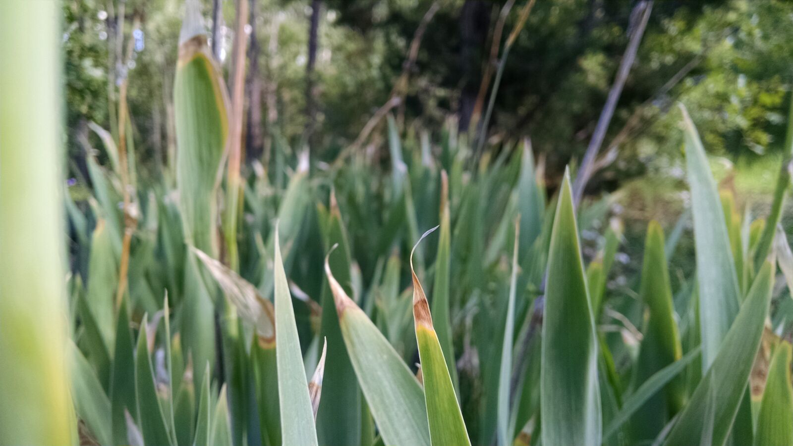 Motorola XT1080 sample photo