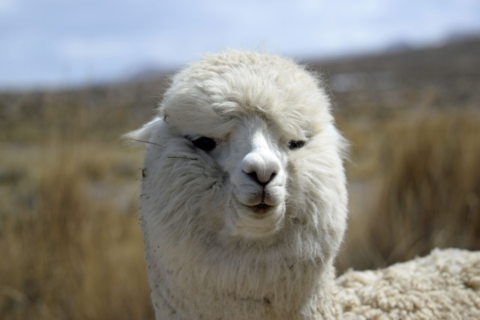 Nikon D610 sample photo. Llama, portrait, white photography