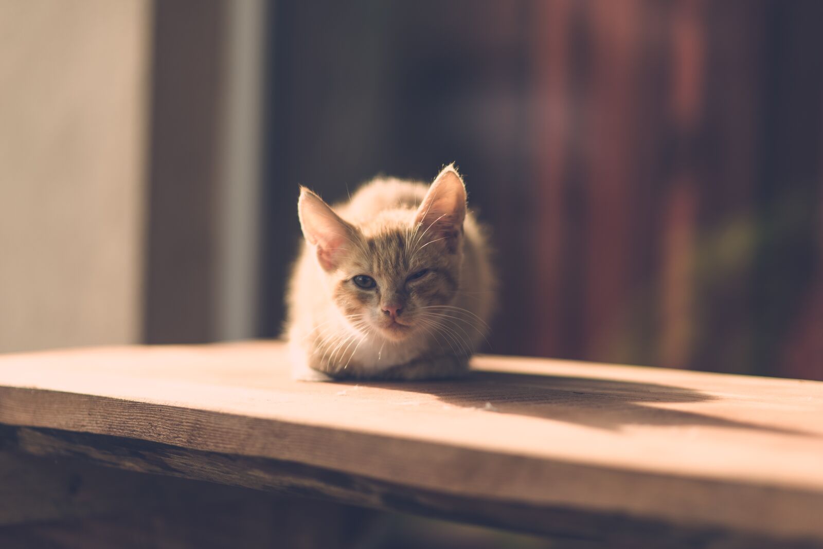 Nikon D600 sample photo. Cat, eye, injury photography