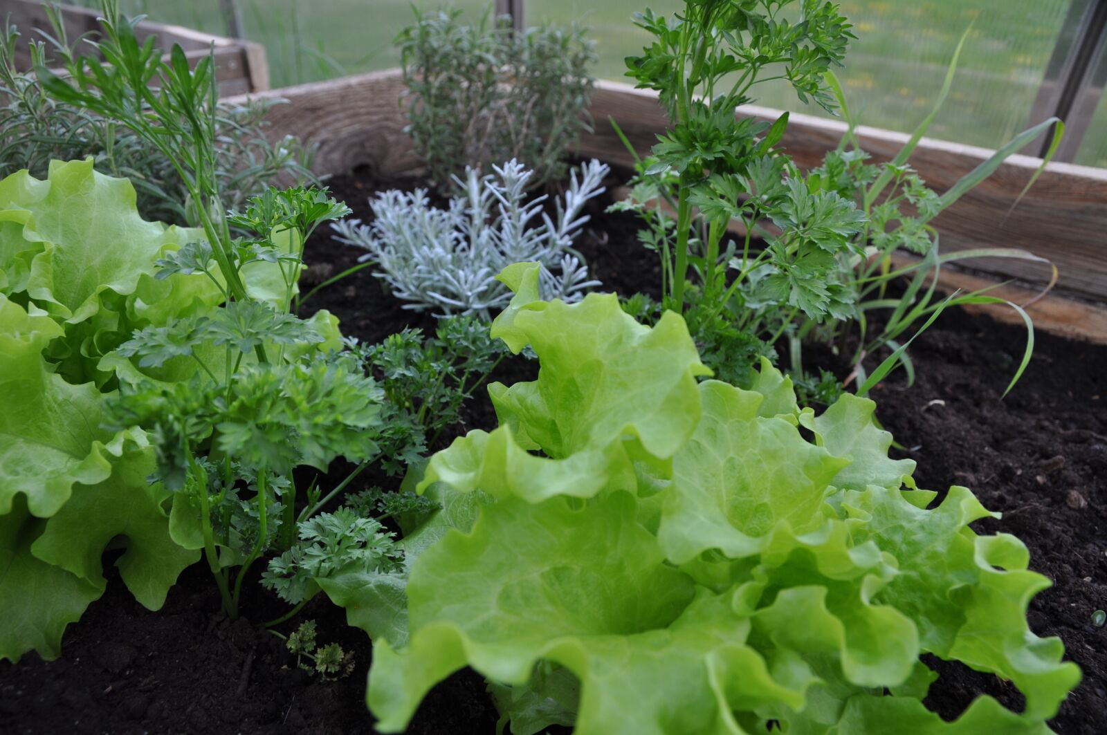 Nikon D90 sample photo. Herbs, greenhouse, spring photography