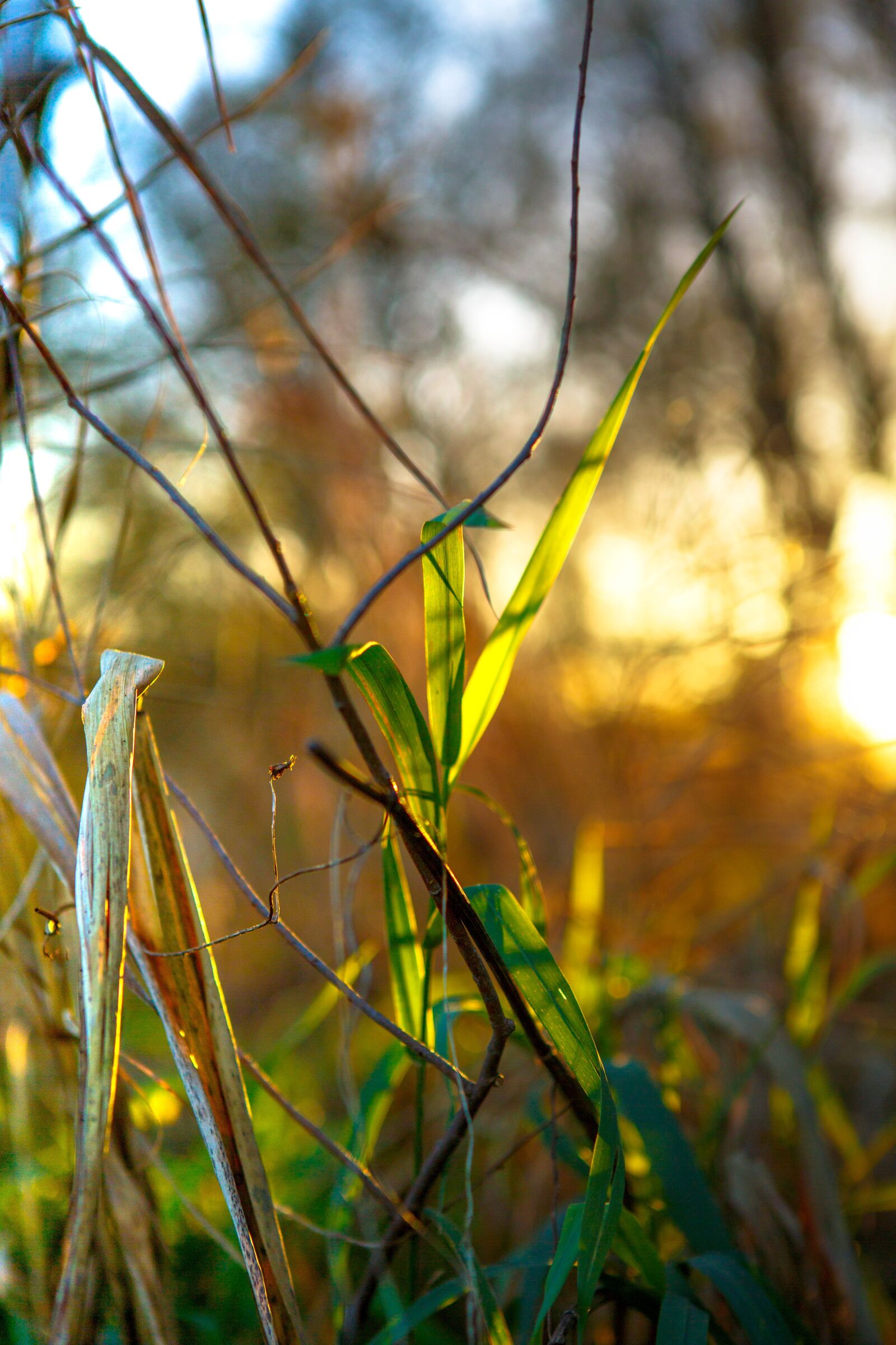 Canon EOS 5D Mark III sample photo. Sky, autumn, sunset photography