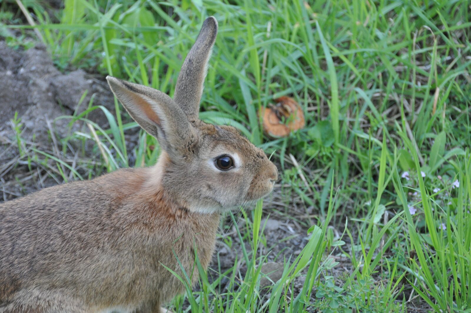 Nikon D90 sample photo. Rabbit, nature, fall photography