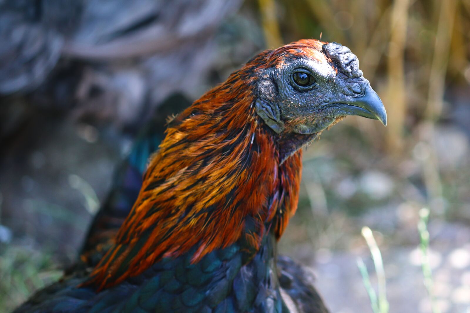 Canon EOS 200D (EOS Rebel SL2 / EOS Kiss X9) sample photo. Bruges fighters, chicken, domestic photography