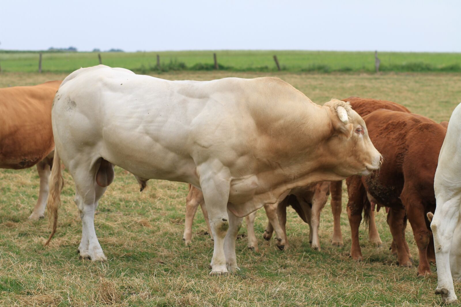 Canon EOS 7D sample photo. Bull, cow, farm photography