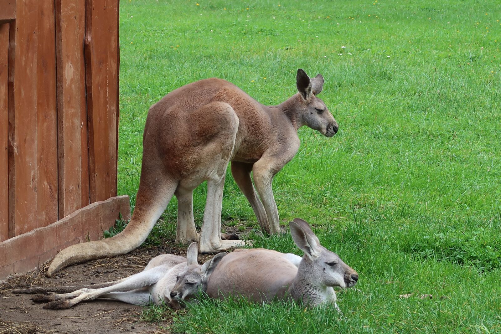 Canon PowerShot G7 X Mark II sample photo. Animal, kangaroo, borysew photography