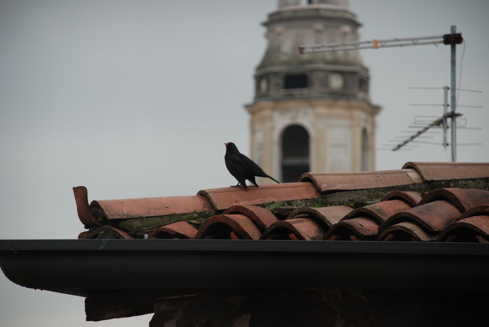Nikon D80 sample photo. Bird, roof, cathedral photography