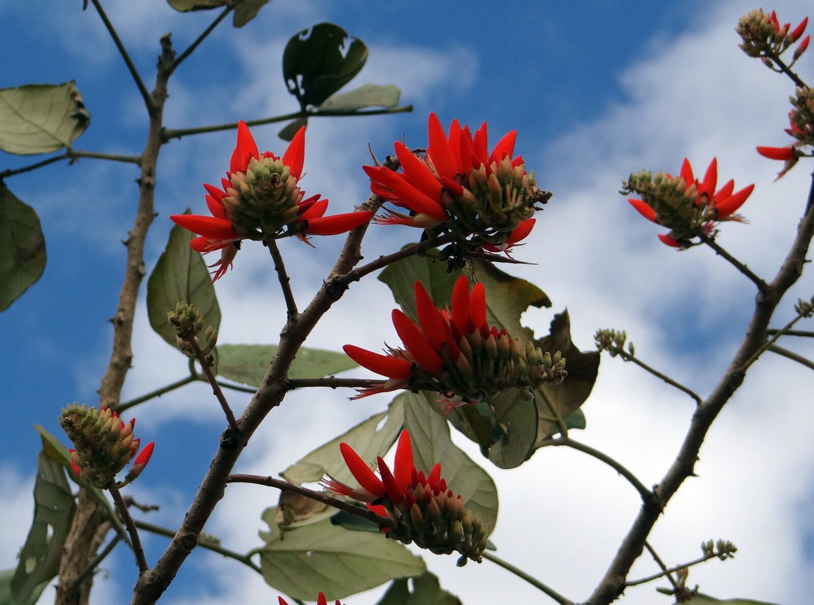 Sony DSC-HX200V sample photo. Erythrina indica, flower, scarlet photography