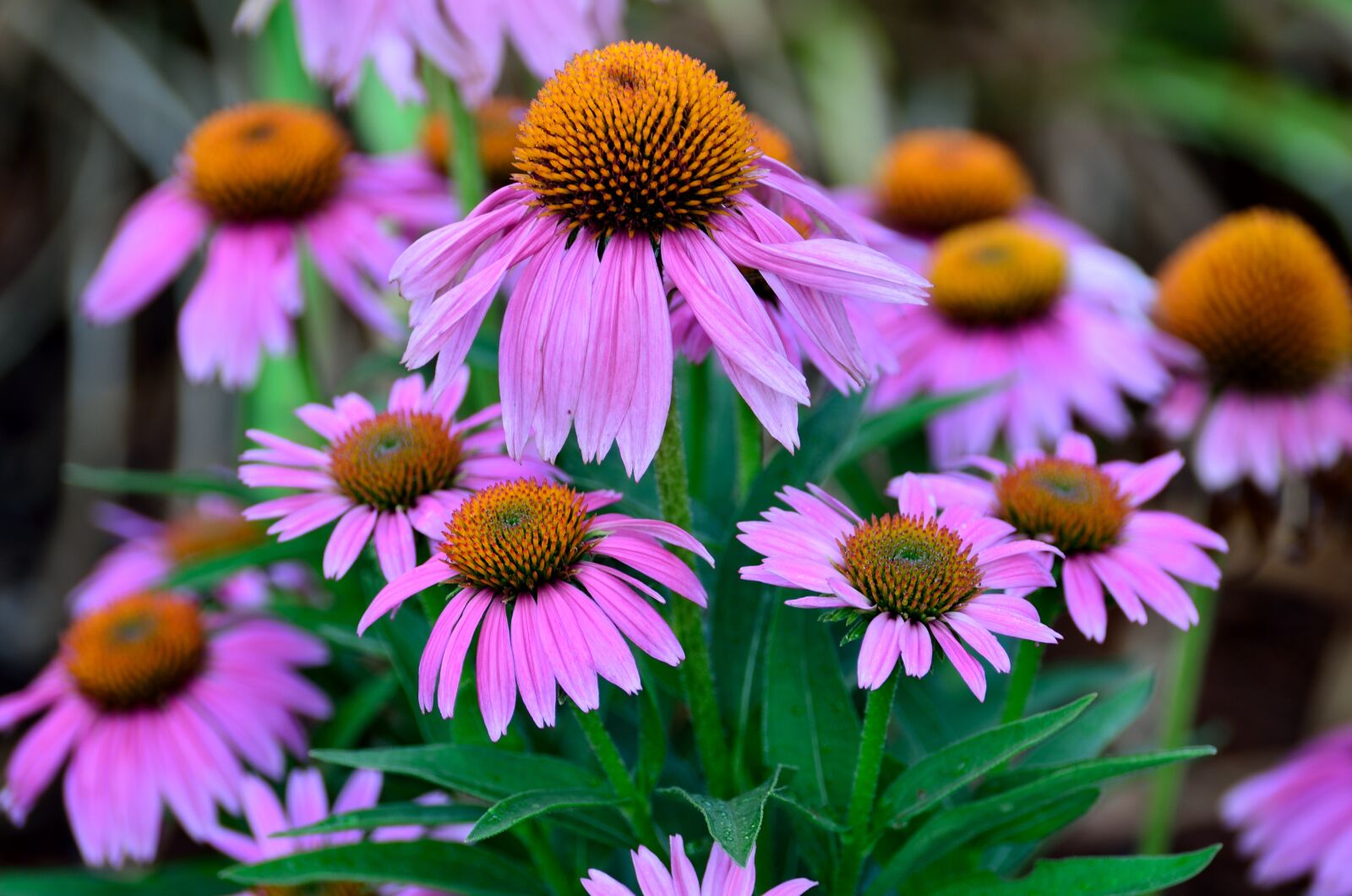 Nikon D7000 sample photo. Flower, flora, nature photography