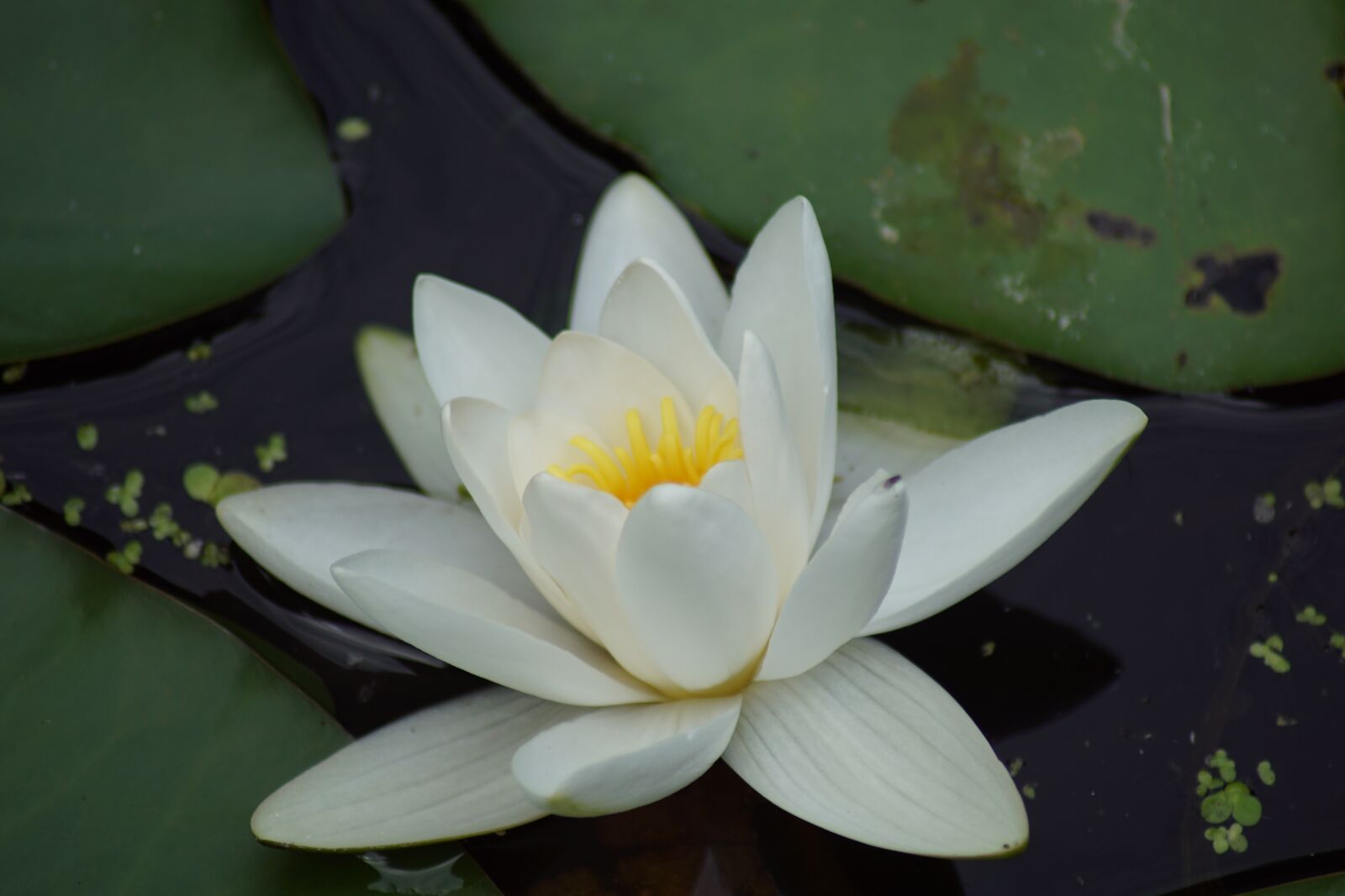 Sony SLT-A68 sample photo. Water lily, water flower photography