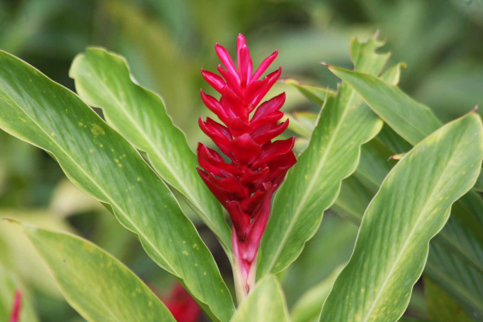 Canon EOS 40D sample photo. Plant, flower, nature photography