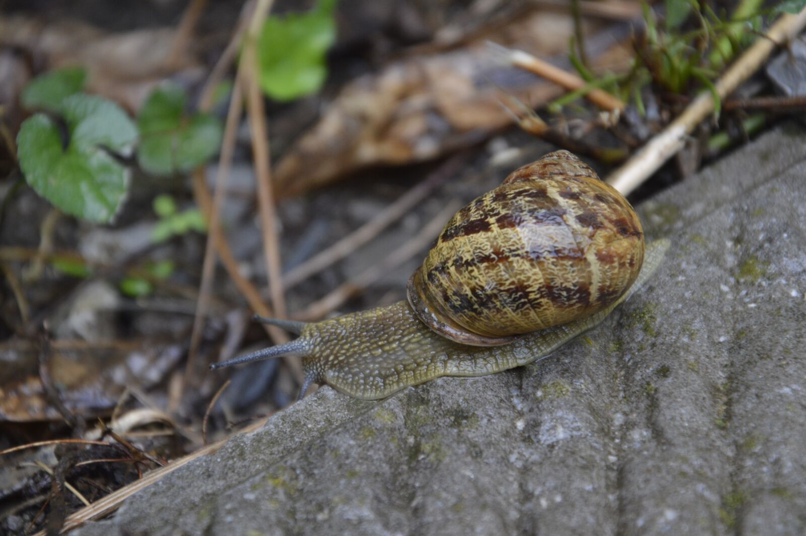 Nikon D3200 sample photo. Snail, ravlyk, nature photography