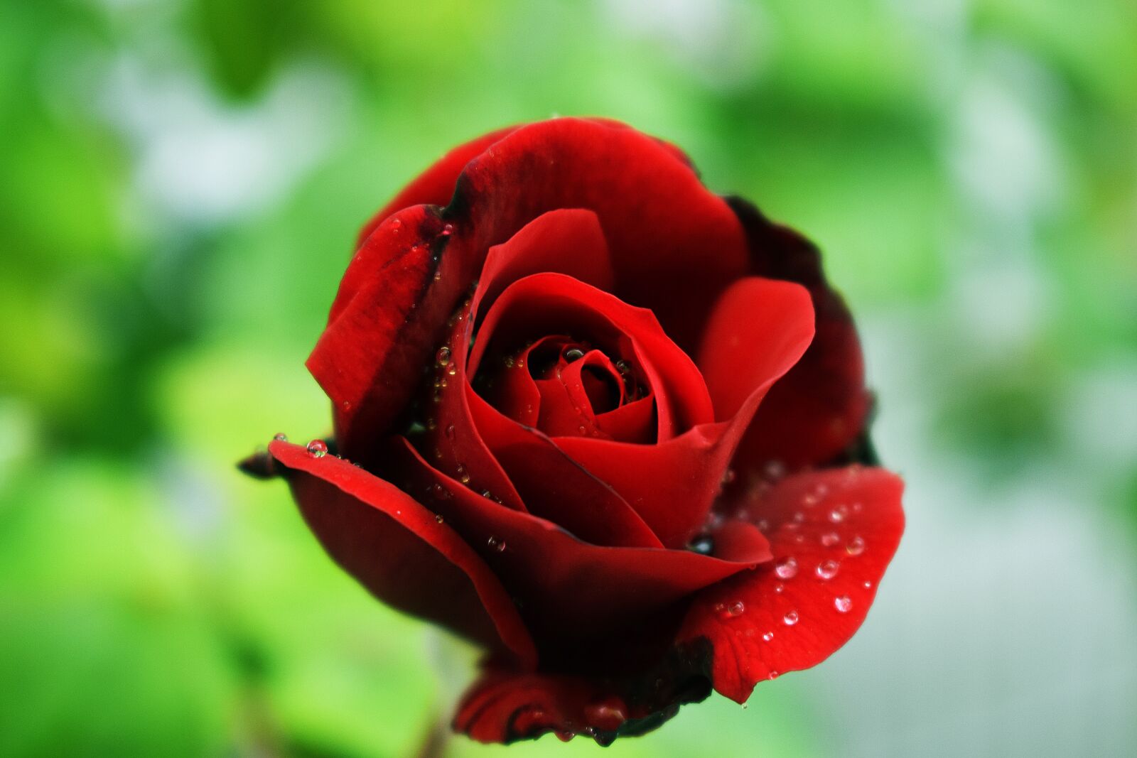 Nikon D3300 sample photo. Flower, petal, rose photography