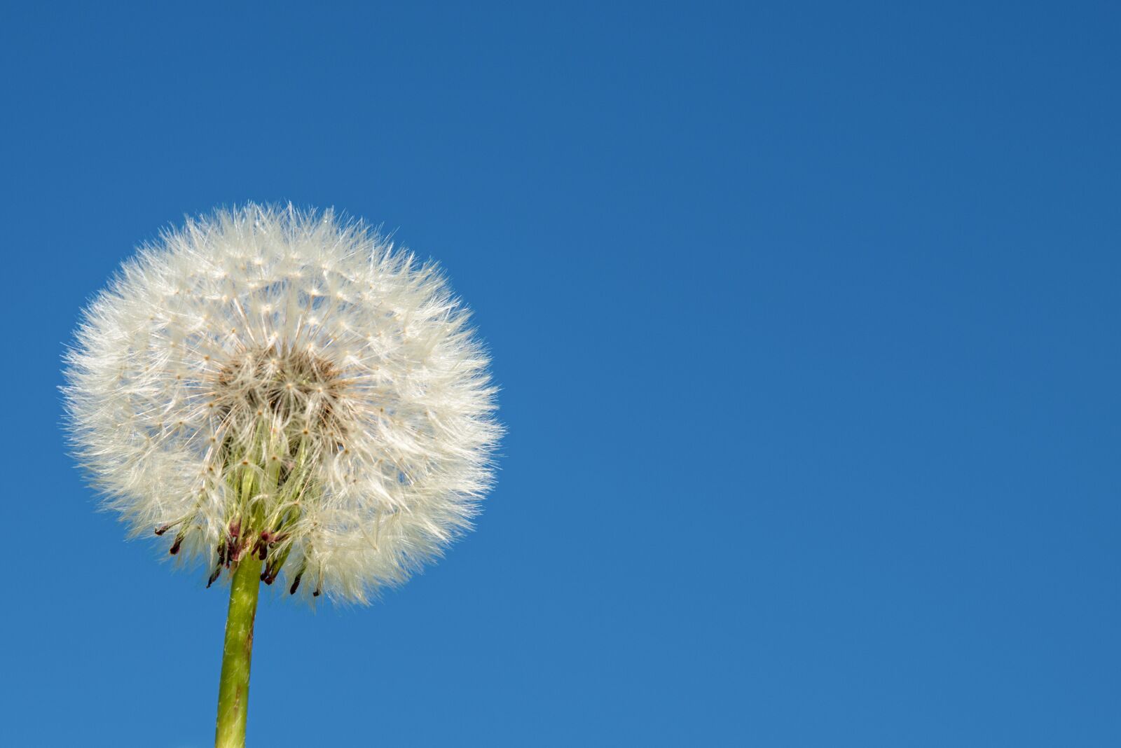 Nikon D800 sample photo. Dandelion, flowers, spring photography