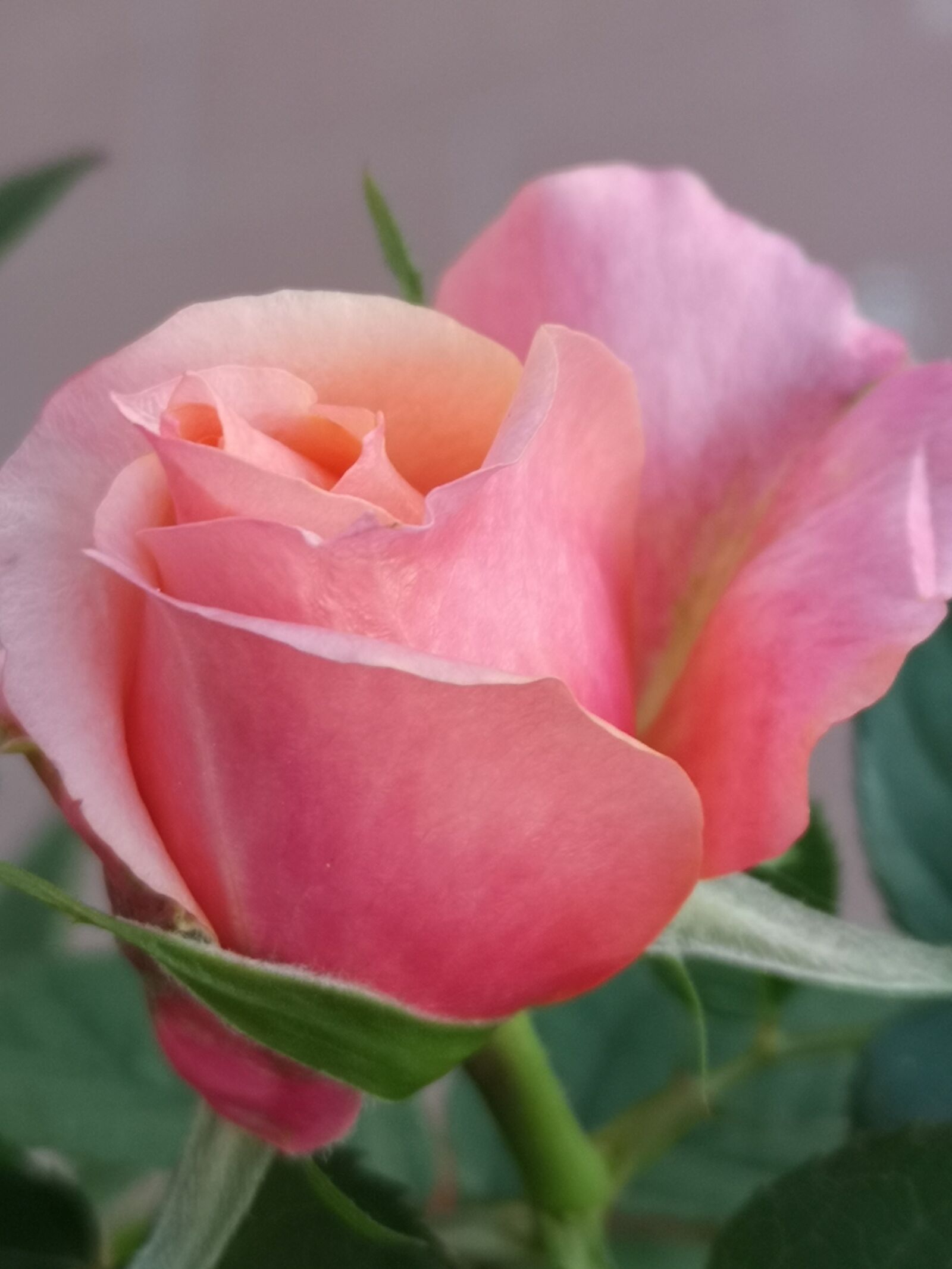 HUAWEI CLT-L09 sample photo. Flower, rose, bud photography