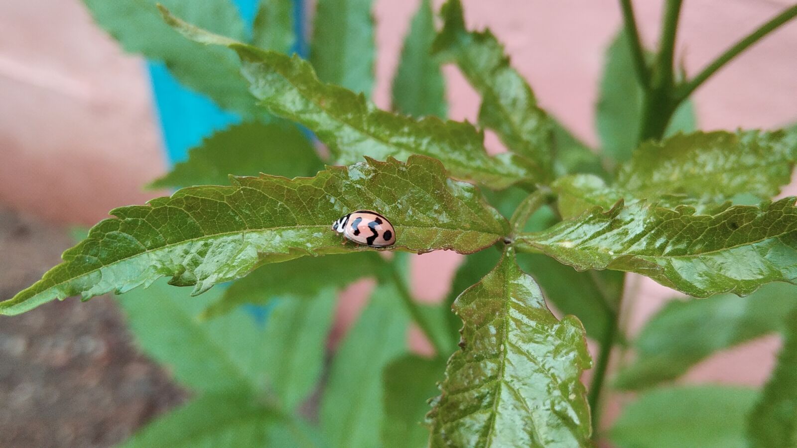 Xiaomi Redmi 8A Dual sample photo. Macro photography, wildlife photographer photography