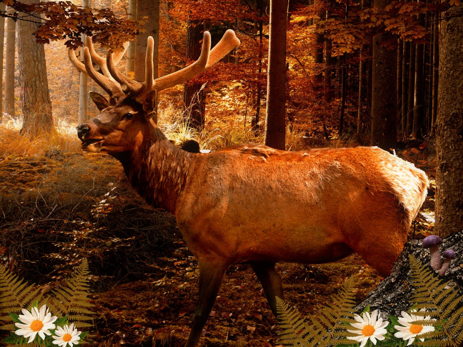 Panasonic DMC-FZ62 sample photo. Moose, hirsch, animal world photography