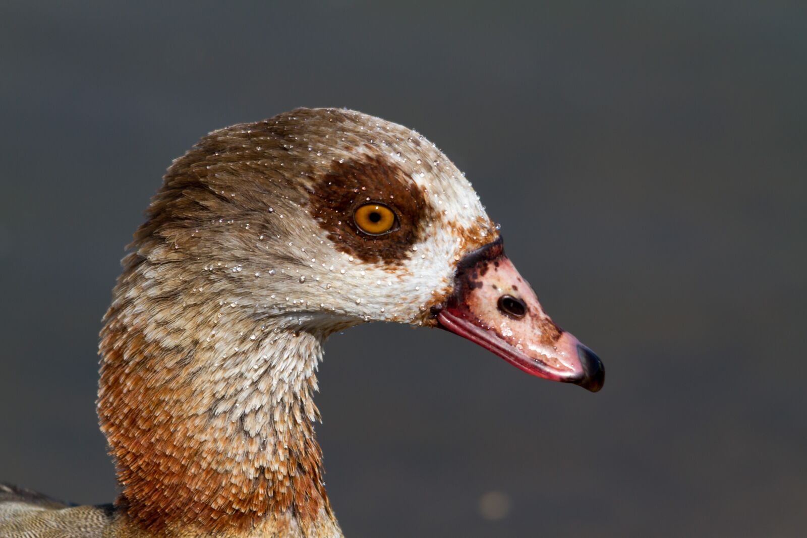 Canon EOS 7D sample photo. Nilgans, bird, nature photography