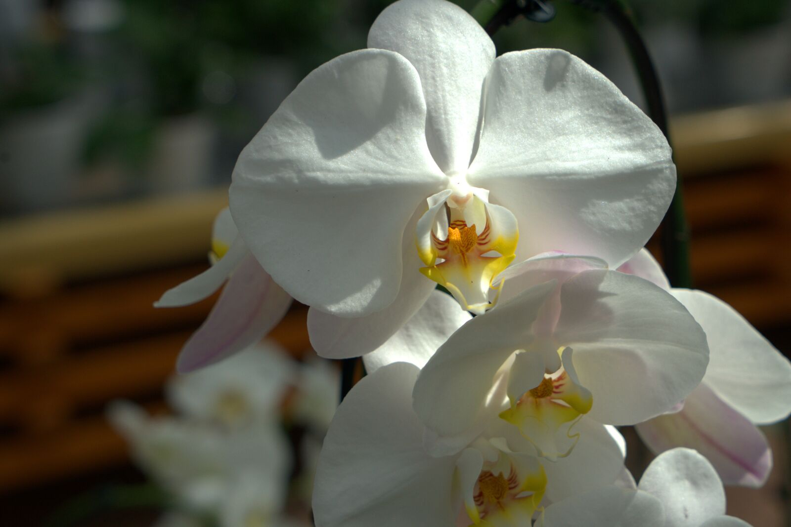 Sony a7 II + Sony Vario Tessar T* FE 24-70mm F4 ZA OSS sample photo. Orchid, white, flower photography