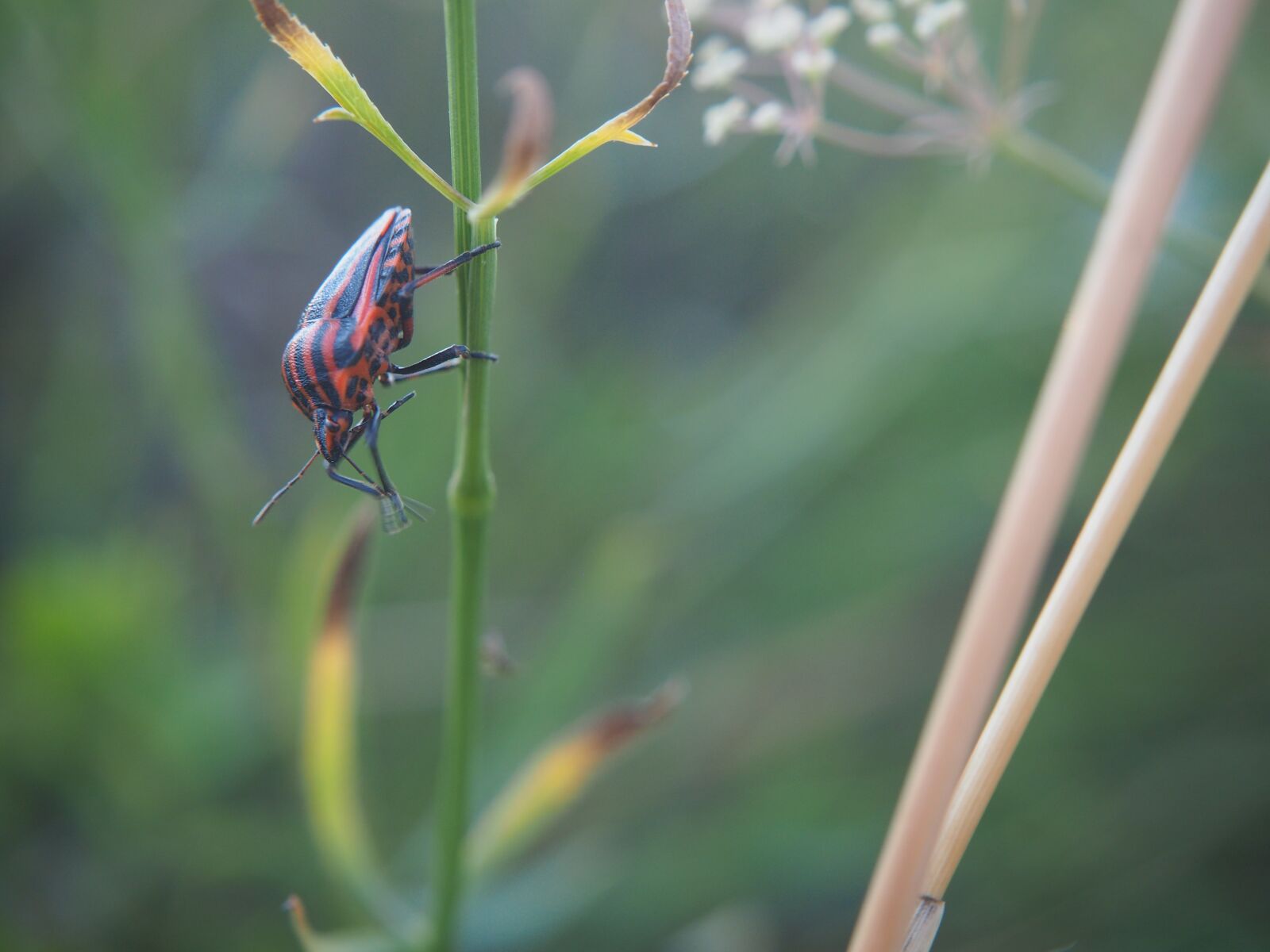 Olympus OM-D E-M10 sample photo. Beetle, insect, halm photography