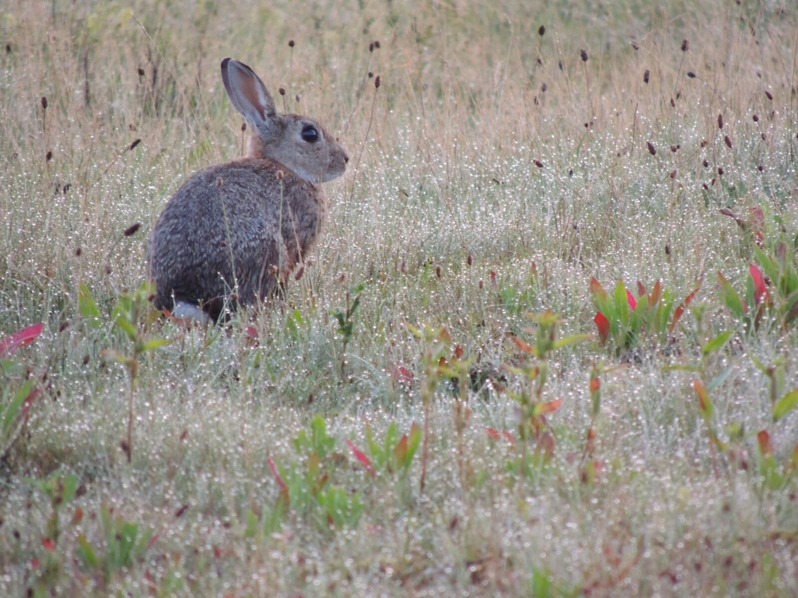 Nikon Coolpix P510 sample photo. Hare, animal, nature photography