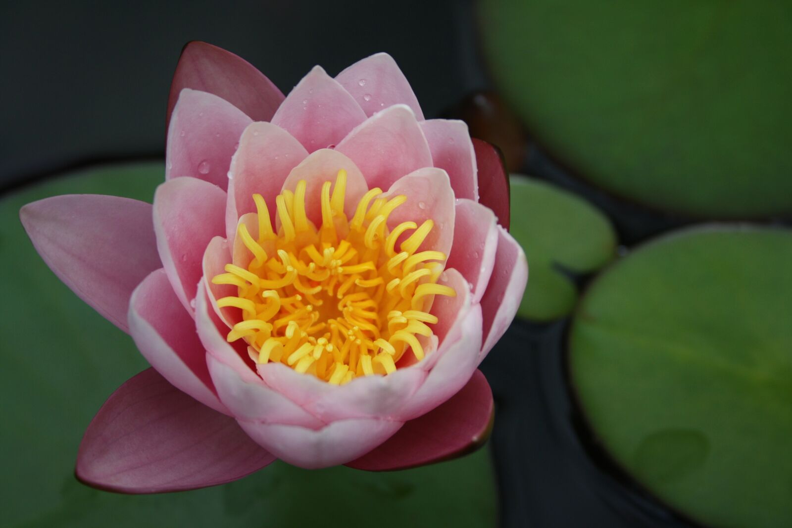 Canon EOS 1000D (EOS Digital Rebel XS / EOS Kiss F) sample photo. Flower, blossom, bloom photography